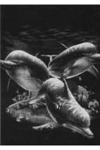 Transfer Dolphins 