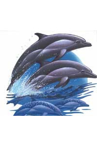 Transfer Dolphins 