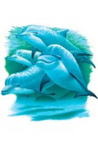 Transfer Dolphins Of The Sea Yth 
