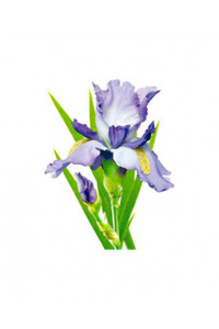 Transfer Purple Iris 
