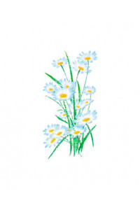 Transfer Daisies 