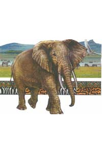 Transfer Elephant 