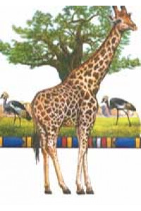 Transfer Giraffe 