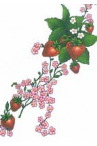 Transfer Strawberries Pink Floral 