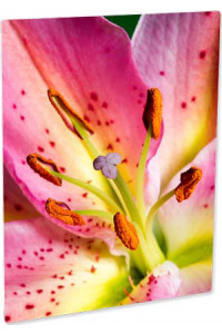 Pann.foto All. Cl Bianco Matto 279,4x355,6 Mm 
