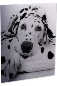 Pann.foto All. Trasp. Matto 279,4x355,6 Mm 