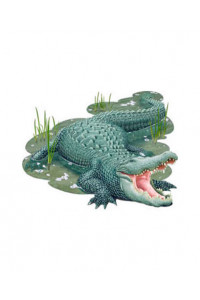 Transfer Alligator 