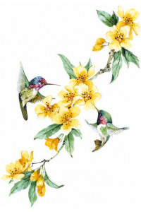 Transfer Hummingbirds Sweep 