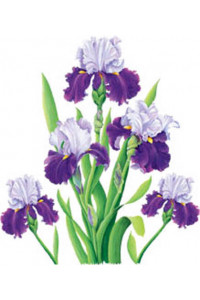 Transfer Purple Iris 