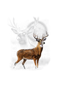 Transfer Deer Wilderness (darks Only) 