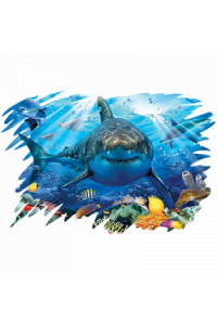 Transfer Great White Shark 