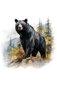 Transfer Black Bear Watercolor 