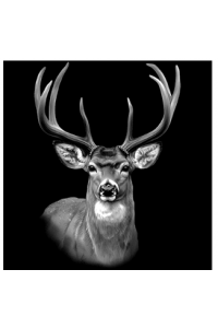 Transfer Deer Portrait 