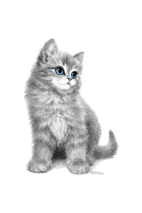 Transfer Blue Eyed Kitten 