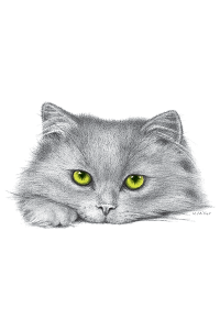 Transfer Green Eyed Kitten 