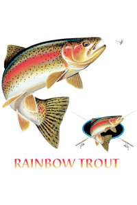 Transfer Rainbow Trout Combination W/crest 