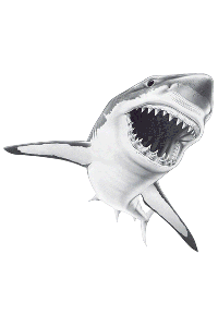 Transfer Sharky 