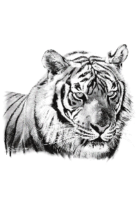 Transfer Tiger Head Portrait 