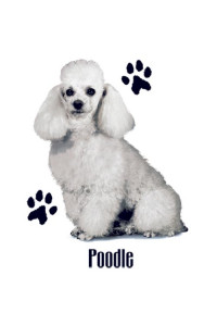 Transfer Poodie White 