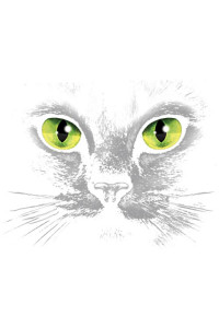 Transfer Eyes (black Cat) 
