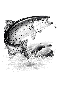 Transfer Rainbow Trout 