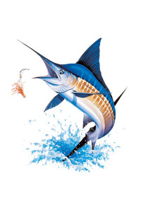 Transfer S Blue Marlin 