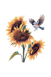 Transfer Chickadee & Sunflower 