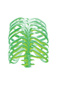 Transfer Glow Bones (back) 