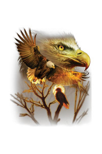 Transfer American Eagle 