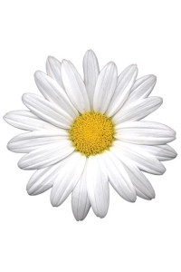 Transfer White Daisy Beauty 6*8 