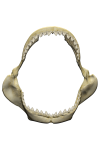 Transfer Great White Jaws 
