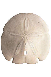 Transfer Sand Dollar 