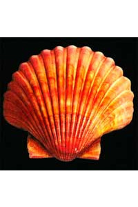 Transfer Scallop 