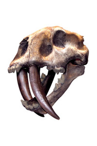 Transfer Sabertoothed Tiger 