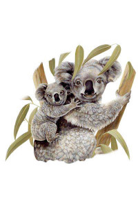 Transfer Koala & Baby 