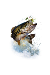 Transfer Fish And Hook 