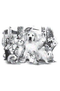 Transfer Pet Party 2 