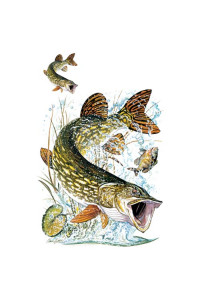 Transfer Pike W/crest 