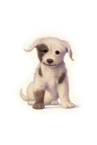 Transfer Puppy 