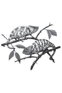 Transfer Chameleon Ii 