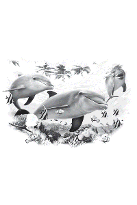 Transfer Dolphin Friends 