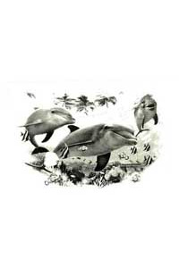 Transfer Dolphin Friends 