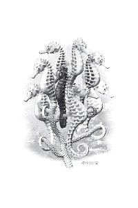 Transfer Seahorses 