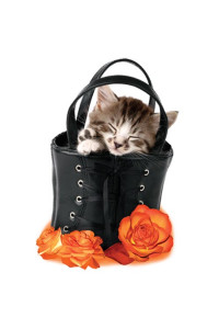 Transfer Kitten In Black Bag 
