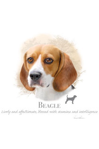 Transfer Beagle - Hr 