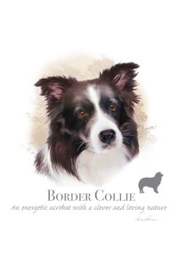 Transfer Border Collie - Hr 