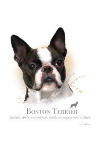 Transfer Boston Terrier - Hr 