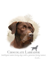 Transfer Chocolate Labrador - Hr 