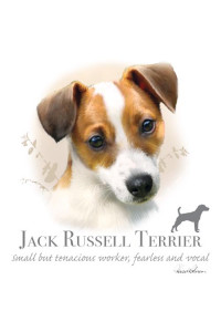Transfer Jack Russell Terrier - Hr 