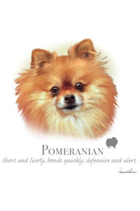 Transfer Pomeranian - Hr 